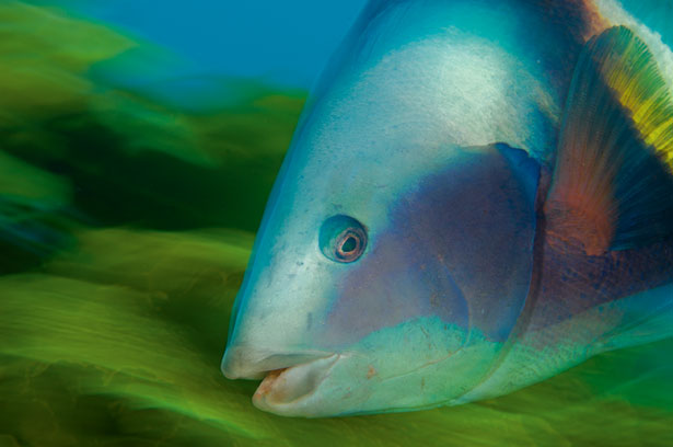 new-zealand-wrasse-615