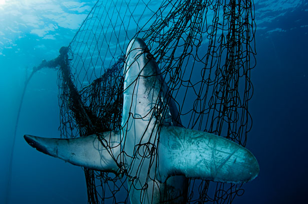 shark-net-615