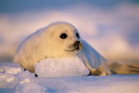 seal pup rests on ice