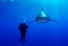 Oceanic Whitetip shark and biologist.