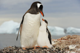 penguins