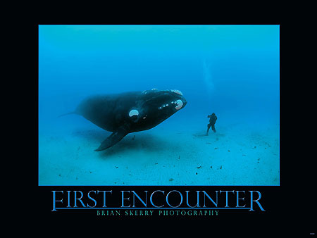 First-Encounter-Whale-Poster