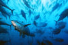 Bluefin Tuna in the Mediterranean Sea off Spain