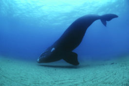 Southern Right Whale floats inches off the sea floor in the Auckland Islands