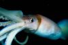 close-up of a Humboldt squid