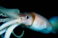 close-up of a Humboldt squid