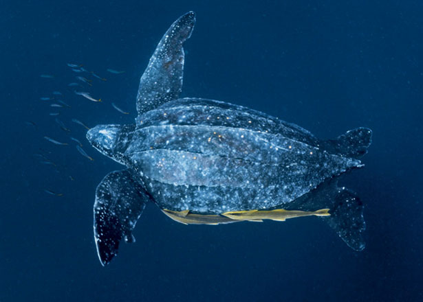 leatherbacks-01-615