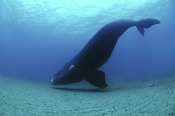 southern-right-whale-615