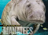 face to face with manatees